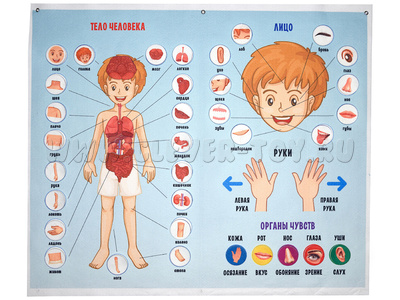 Панно Тело человека (88 элементов)