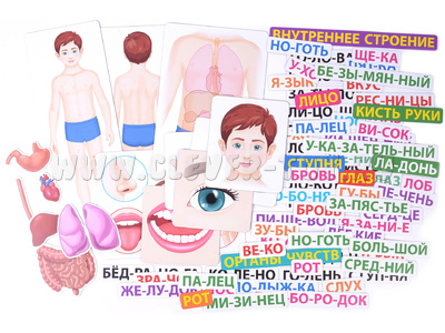 Магнитное развивающее пособие: "Тело человека: первые вопросы - первые ответы"