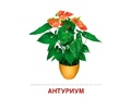 Демонстрационные картинки СУПЕР. Комнатные растения (16 шт.) Демонстрационные картинки СУПЕР. Комнатные растения (16 шт.)