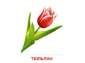 Демонстрационные картинки СУПЕР. Цветы садовые (16 шт.) Демонстрационные картинки СУПЕР. Цветы садовые (16 шт.)