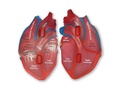 Анатомия. Модель сердца человека