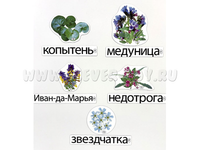 Набор магнитных карточек Почему так называются? (к плакату Лес, тема 7)